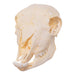 Real Domestic Sheep Skull - Juvenile