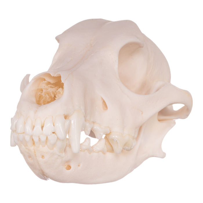 Real Domestic Dog Skull - Miniature Pinscher