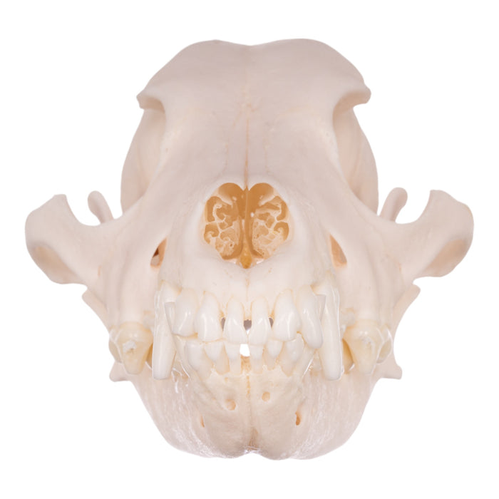 Real Domestic Dog Skull - Miniature Pinscher