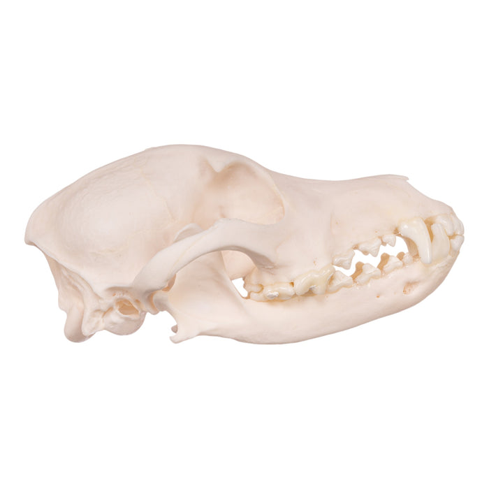 Real Domestic Dog Skull - Miniature Pinscher