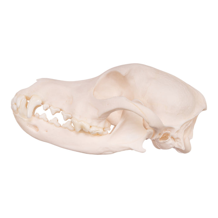 Real Domestic Dog Skull - Miniature Pinscher