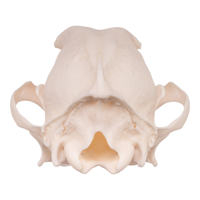 Real Domestic Dog Skull - Miniature Pinscher