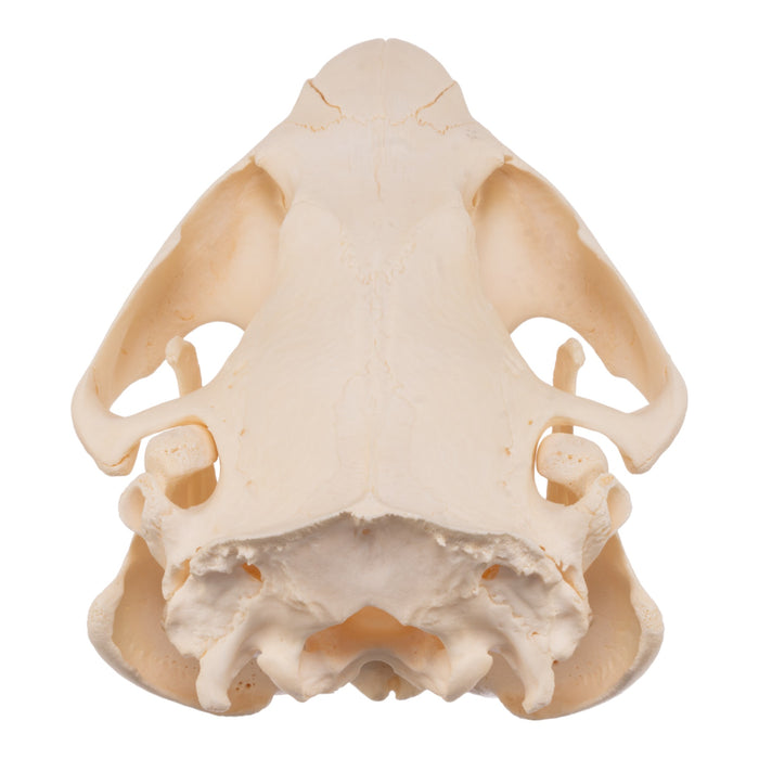 Real American Beaver Skull