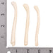 Real American River Otter Baculum