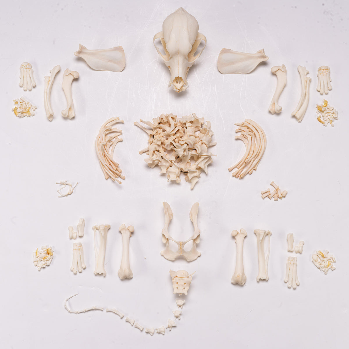 Real Disarticulated Dog Skeleton For Sale — Skulls Unlimited ...