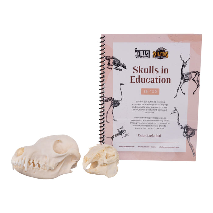 Real Predator and Prey Skull Set