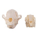 Real Predator and Prey Skull Set