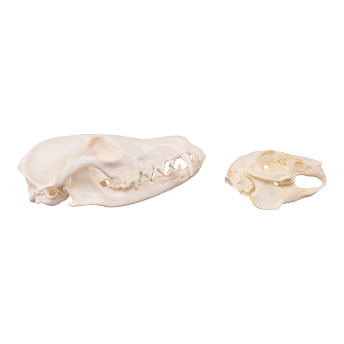 Real Predator and Prey Skull Set