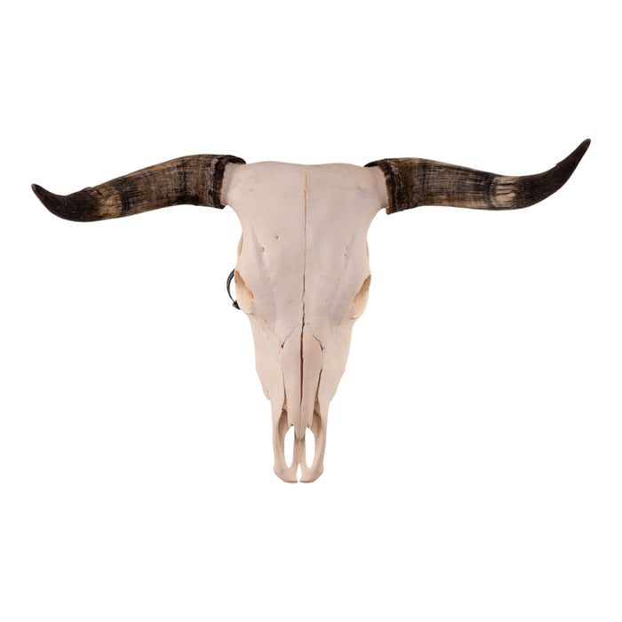 Real Longhorn Skull - Pathology