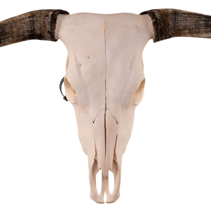 Real Longhorn Skull - Pathology