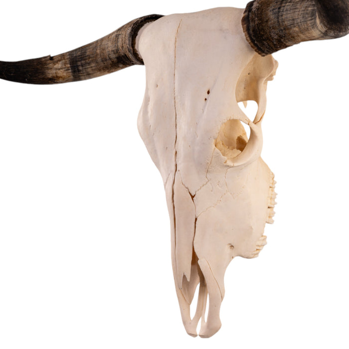 Real Longhorn Skull - Pathology