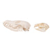 Real Predator and Prey Skull Set