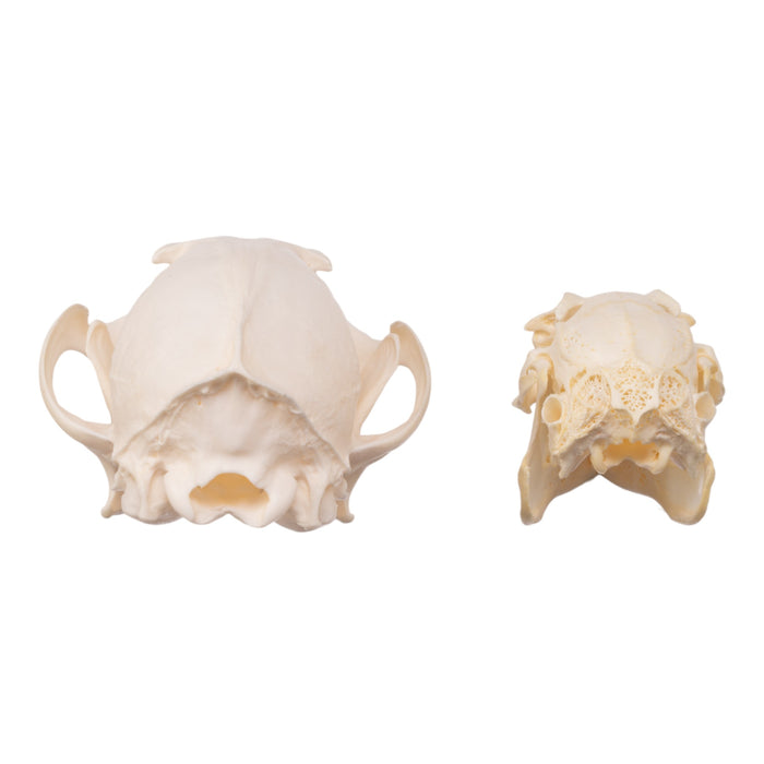 Real Predator and Prey Skull Set