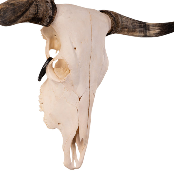 Real Longhorn Skull - Pathology