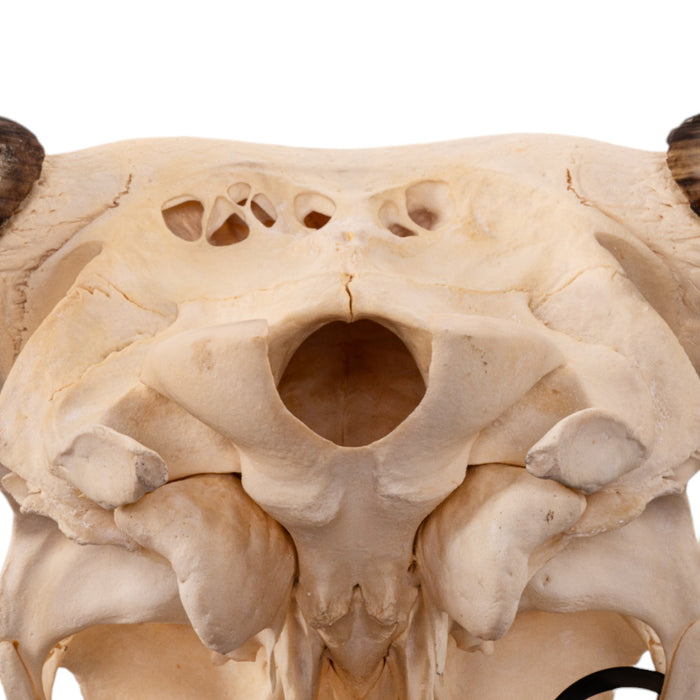 Real Longhorn Skull - Pathology