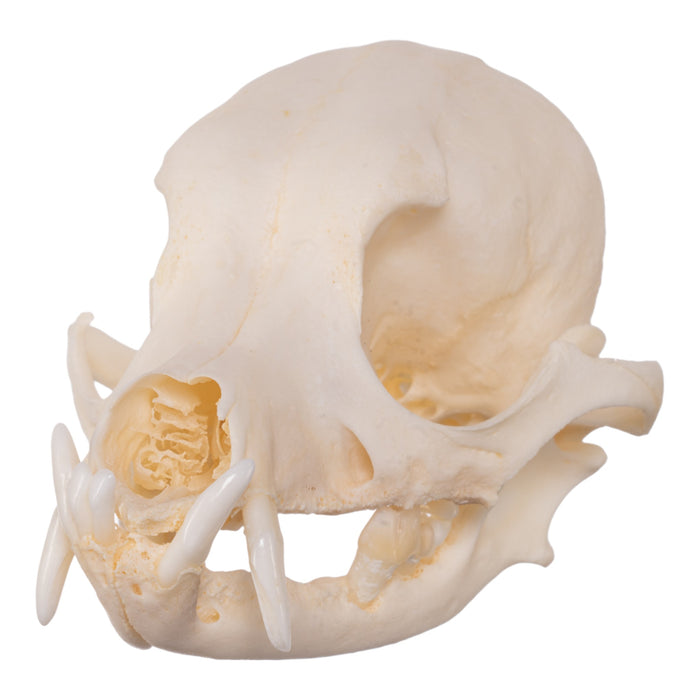 Real Domestic Dog Skeleton - Disarticulated