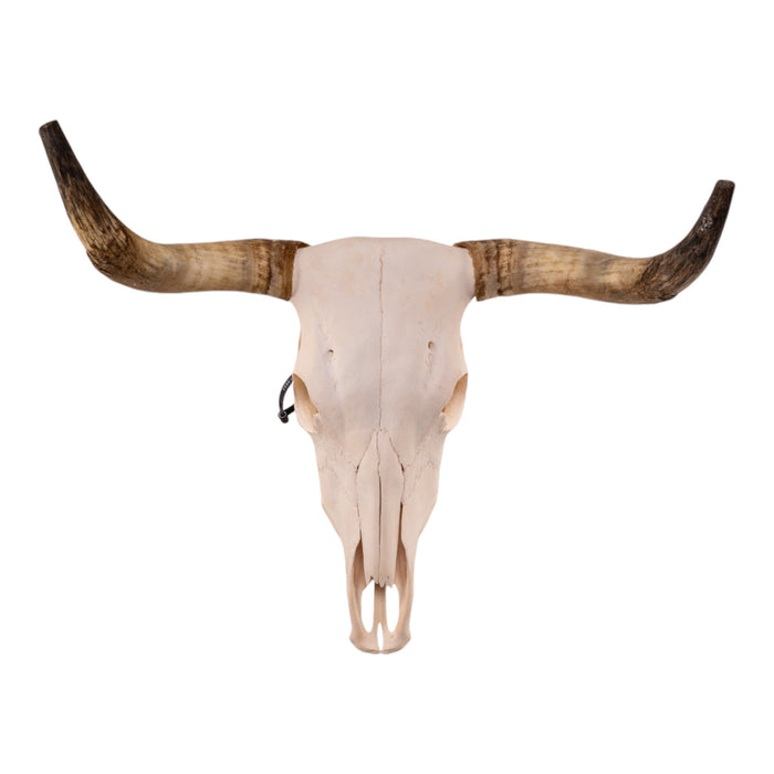 Real Longhorn Skull