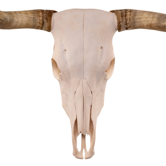 Real Longhorn Skull