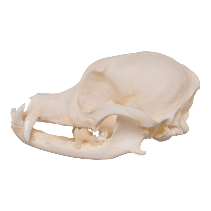 Real Domestic Dog Skeleton - Disarticulated