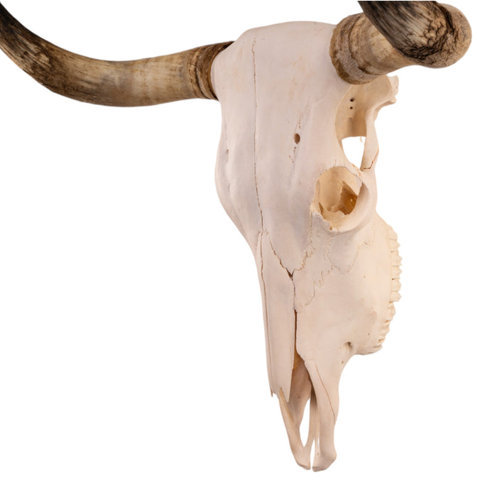 Real Longhorn Skull