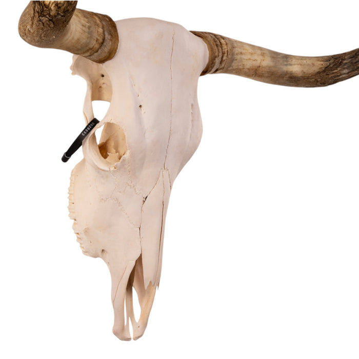 Real Longhorn Skull