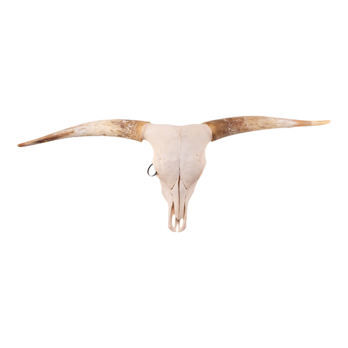 Real Longhorn Skull