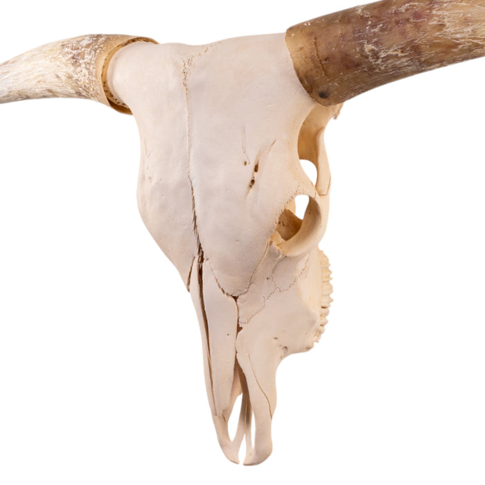 Real Longhorn Skull