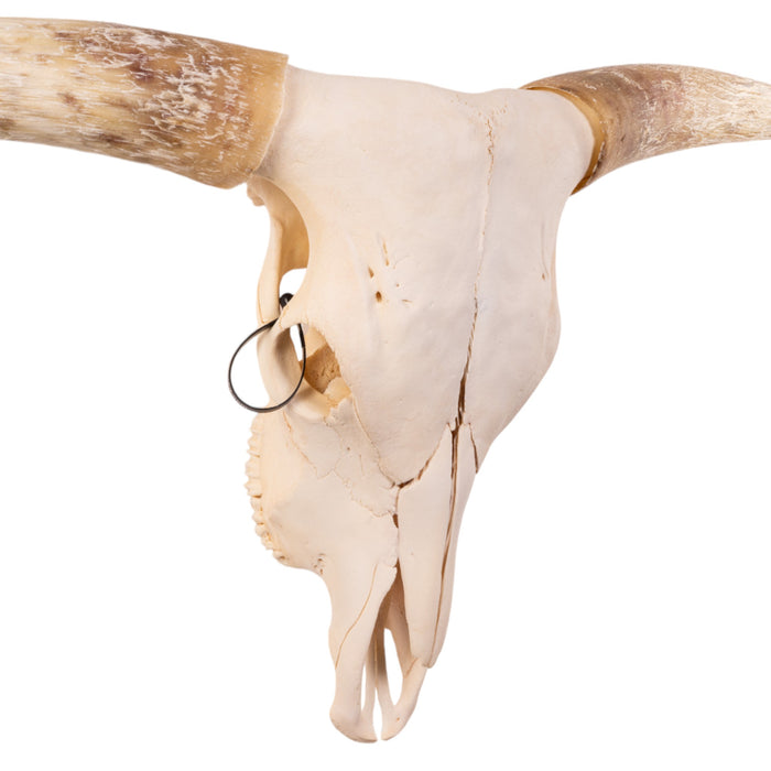 Real Longhorn Skull