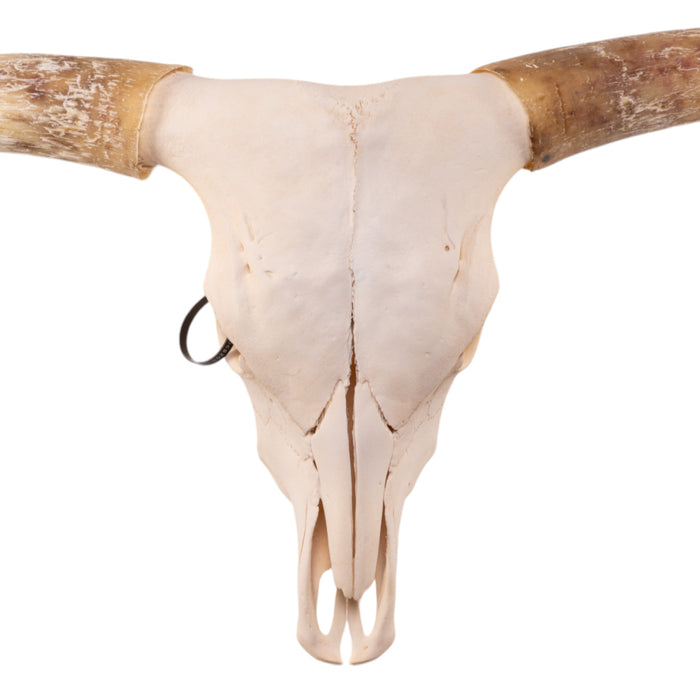 Real Longhorn Skull