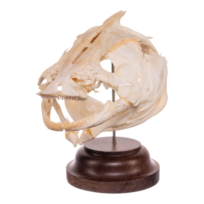 Real Catfish Skull on Stand