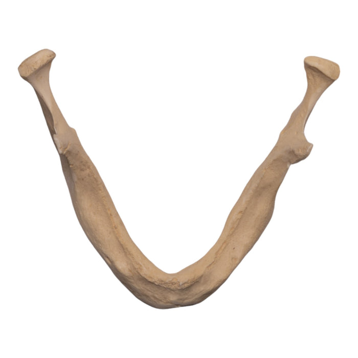 Replica Human Mandible