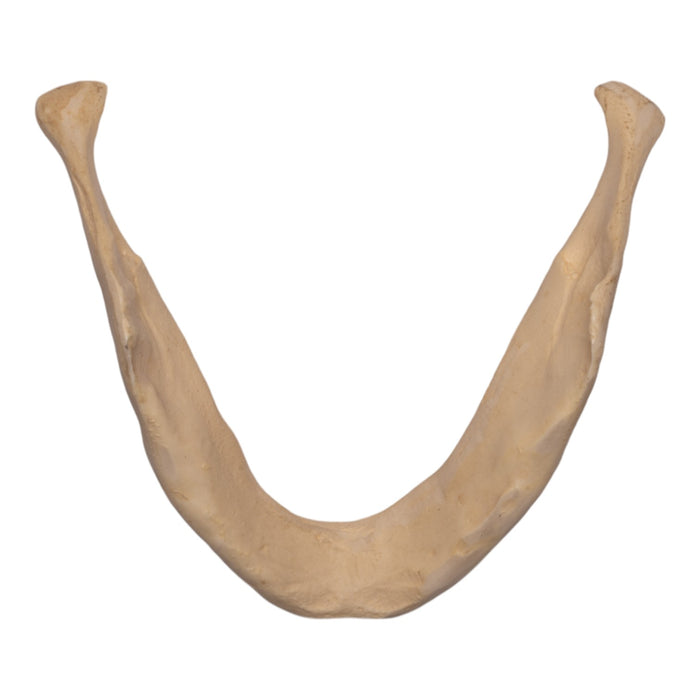 Replica Human Mandible