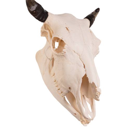 Real Bison Skull - Female with Jaw