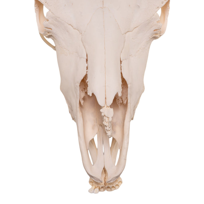 Real Bison Skull - Female with Jaw