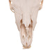 Real Bison Skull - Female with Jaw