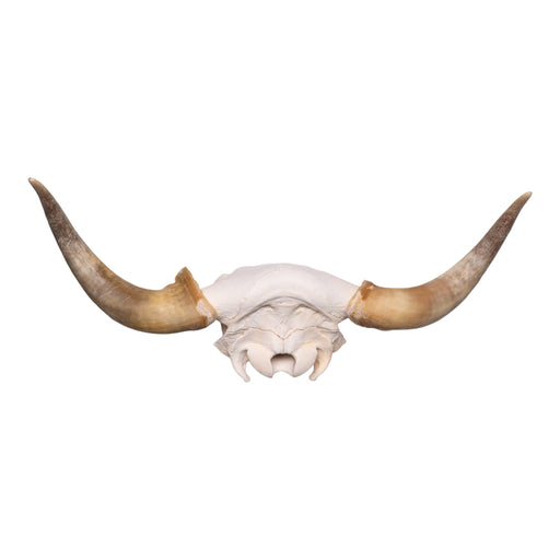 Real Longhorn Skull Plate