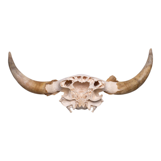 Real Longhorn Skull Plate