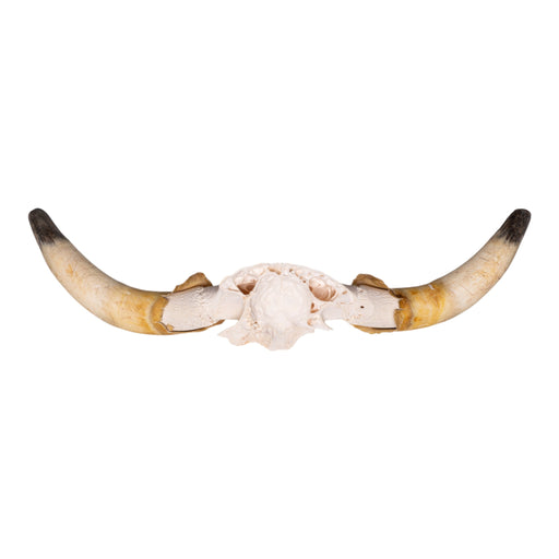 Real Longhorn Skull Plate