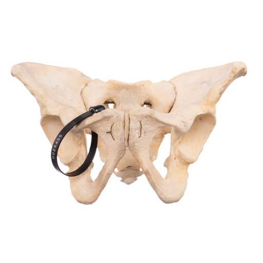 Real Human Pelvis