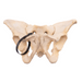 Real Human Pelvis