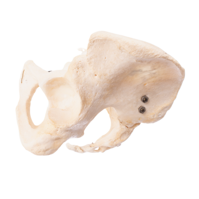 Real Human Pelvis