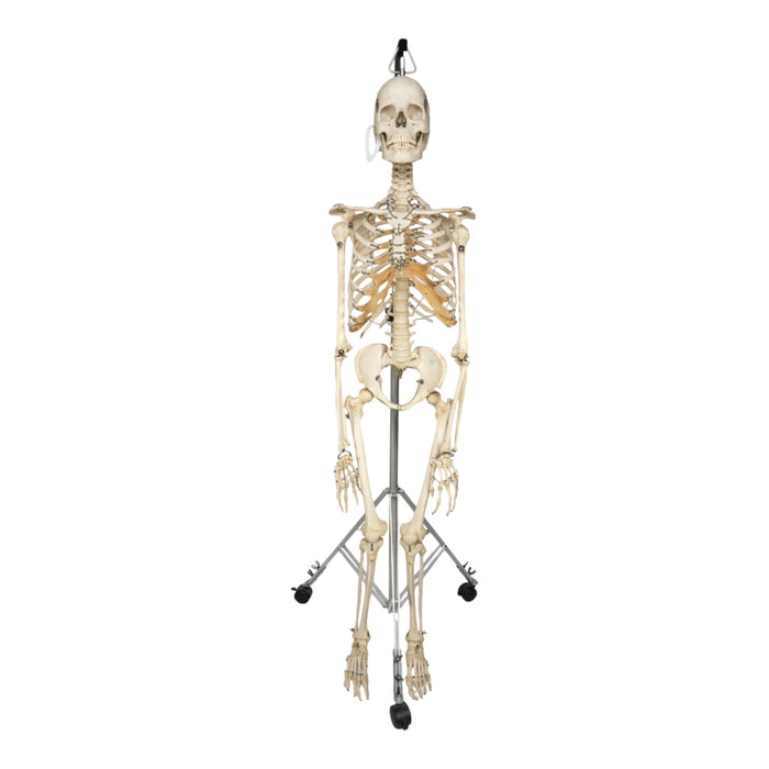 Real Human Skeleton - Articulated