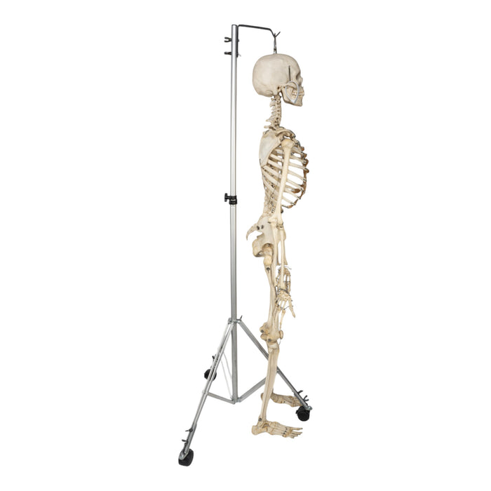 Real Human Skeleton - Articulated