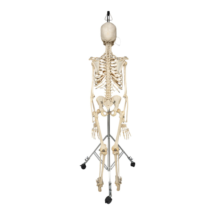 Real Human Skeleton - Articulated