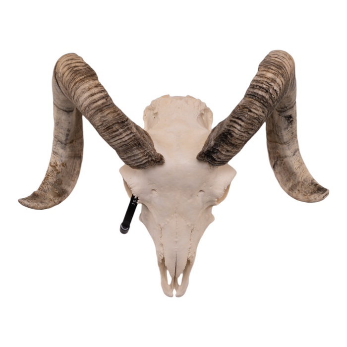 Real Domestic Ram Skull - Small