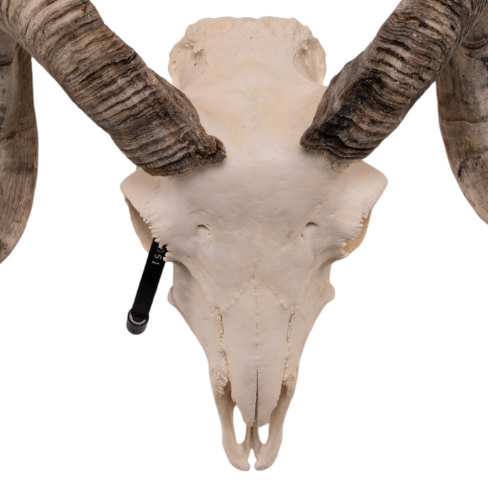 Real Domestic Ram Skull - Small