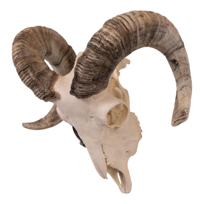 Real Domestic Ram Skull - Small