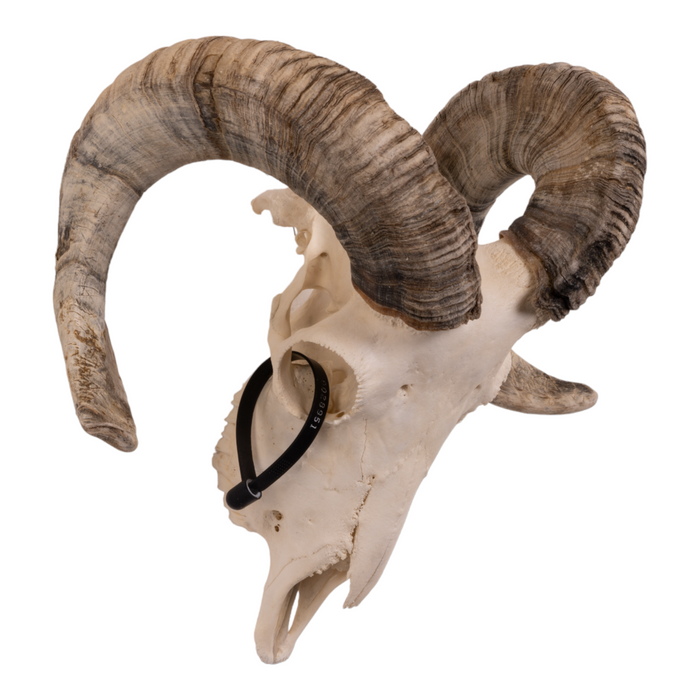 Real Domestic Ram Skull - Small