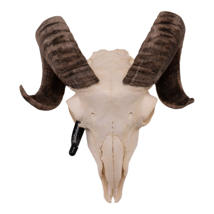 Real Domestic Ram Skull - Small