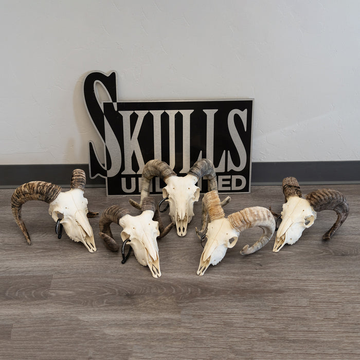 Real Domestic Ram Skull - Small